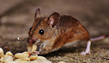 24 Hour & Emergency Exterminators in Duncan, OK